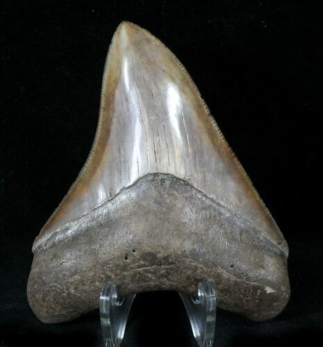 Serrated, Coffee Colored Megalodon Tooth #21722